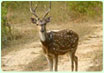 Nepal Wildlife Tour